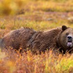 Grizzly_Denali_Crop
