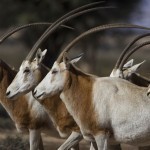 Oryx_tunisia_2007_OB