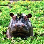 camouglage-hippopotame-010_800