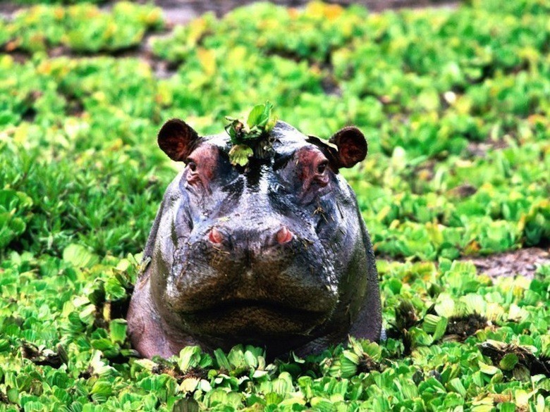 camouglage-hippopotame-010_800