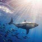 fish-mexico-great-white-shark-wallpaper