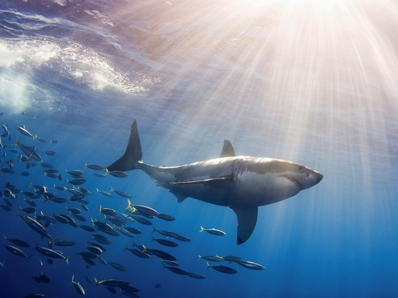 fish-mexico-great-white-shark-wallpaper