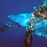 news-150717-1-2-ss-op-mare-nor-1000w