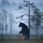 rare-animal-friendship-gray-wolf-brown-bear-lassi-rautiainen-finland-131-600×9021-600×902