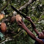 Elfenbeinkueste, Sinikosson, Kakaoplantage, Kakao, Plantage, Anbau, Landwirtschaft, Junge, Portrait, Kind, Kinderportrait, Kinderarbeit, Einheimischer, Bevoelkerung, Westafrika, Afrika, 02.10.2008. QF English: Ivory Coast, Sinikosson, cocoa plantation, agriculture, cultivation, boy, portrait, child labour, chocolate, West Africa, October 2, 2008.11 year old Ibra, using a machete tied to a stick to harvest cocoa pods from a tree on father&rsquo;s cocoa plantation on outskirts of village of Sinikosson.He does not attend school, work begins at 8 am.  He has no idea what happens to the cocoa beans.||Kakao an der Elfenbeinkueste.Der 11-jaehrige Ibra erntet mit seiner Machete reife Kakaofruechte auf der Kakaoplantage seines Vaters am Rande des Dorfs Sinikosson.Er besucht keine Schule, die Arbeit beginnt in der Regel um 8 Uhr morgens und umfa??t das abschneiden der Fruechte, einsammeln, mit der Machete aufschlagen, Bohnen entnehmen…Die Familie lebt von der Hand in den Mund und kann keinerlei Ruecklagen bilden.Der Verkauf der Kakaobohnen bildet fuer sie die einzige veritable Einnahmequelle.Ibra weiss nicht was anschliessend mit den Bohnen geschieht.Kakao ist der Grundstoff zur Herstellung von Schokolade.Das Land ist weltgroesster Kakaoproduzent und -exporteur, mit einer Ernte von ca. 1 Million Tonnen in 2008. Damit hat es einen Anteil von ca. 34 % der weltweiten Gesamtproduktion.Hauptsaechlich bedingt durch Koruption in Regierung und Kakaobehoerden und dem Eigeninteresse multinationaler Konzerne (Cargill, ADM, Callebaut, Nestl?Ê) ist das Einkommen der Erzeuger  (Kleinbauern) kaum existenzsichernd.Als direkte Folge und mangels Alternativen sind Kinderarbeit und Ausbeutung, bis hin zu Kinderhandel, weit verbreitet. Schulen, Krankenhaeuser, fliessendes Wasser, Strom, Telekommunikation und ausgebaute Strassen existieren in gro??en Teilen der Anbaugebiete nicht.Als Kakao bezeichnet man die Samen des Kakaobaumes (Kakaobohnen). Die reifen, je nach Sorte gr??ngelb bi
