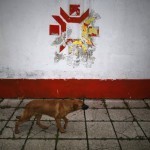 a-dog-walks-past-the-kosovo-stadium-where-the-opening-ceremonies-were-held