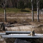 A dog sits atop glass plates at a deserted field that was once part of the stadium where the 2008 Olympic Games baseball competition was held in central Beijing