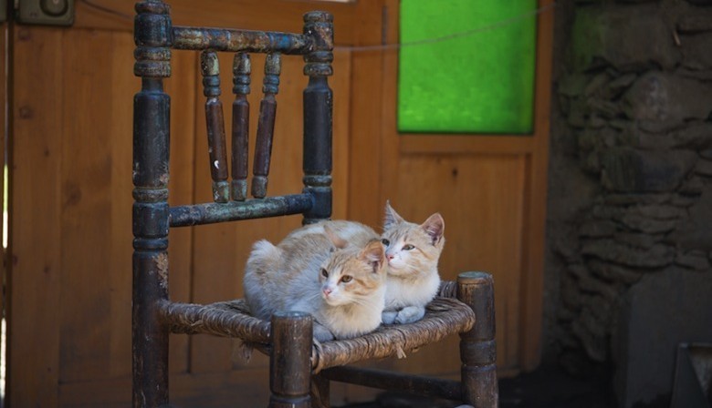 chats-sur-une-chaise