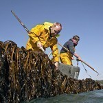 3039137_2013-lpm-algopack1834