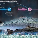 G-M-Salmon-FDA-Genetically-Modified-Fish