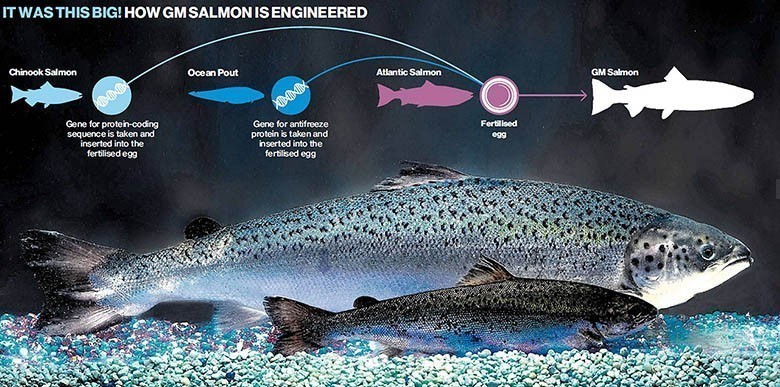 G-M-Salmon-FDA-Genetically-Modified-Fish