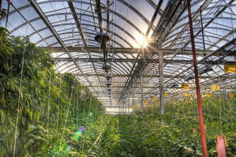Lufa_Farms_Montreal_rooftop_greenhouse