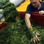 ENVIRONNEMENT-INDUSTRIE-ALGUES