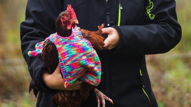 knits-tiny-chicken-jumpers-battery-hens-nicola-congdon-cornwall-1