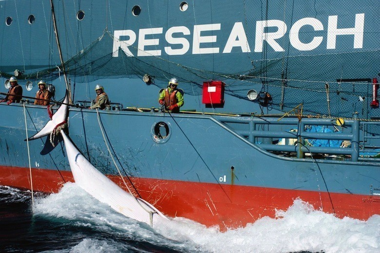 la-ed-whaling-japan-20140403-001