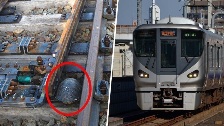 Au Japon, une idée simple sauve les tortues égarées sur les voies ferroviaires