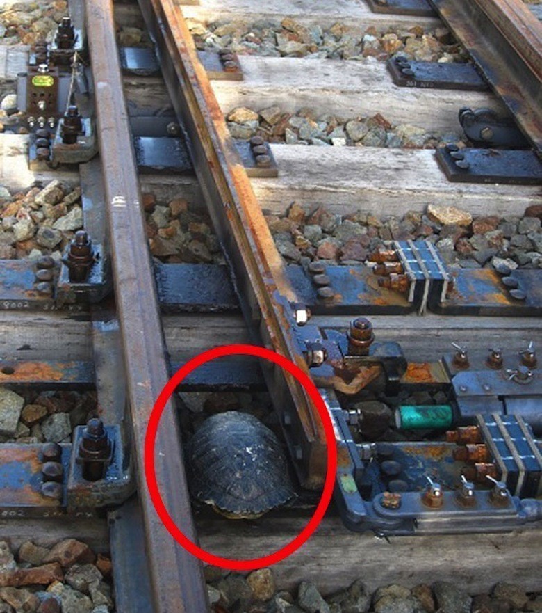 turtle-tunnel-train-track-safety-japan-railways-2