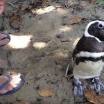 01_pengouin_dindim_joao