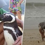 02_pengouin_dindim_joao