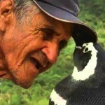 04_pengouin_dindim_joao