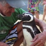 05_pengouin_dindim_joao