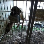 01_save_animal_lola_korea