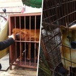 02_save_animal_lola_korea