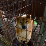 03_save_animal_lola_korea