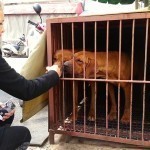 04_save_animal_lola_korea