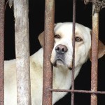 05_save_animal_lola_korea