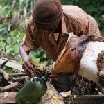 Extraction_du_vin_de_palme_dans_le_village_de_Tayap