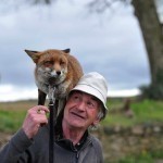 01_renards_adoption_irelande