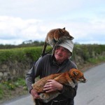 06_renards_adoption_irelande