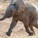 rewilding_elephant