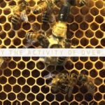 07_kew_hive