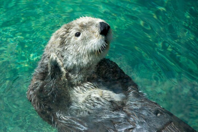 Les loutres ne sont pas justes mignonnes, elles luttent contre le changement climatique