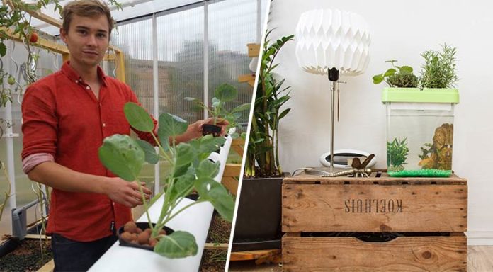 Il veut populariser les fermes urbaines en alliant poissons et plantes