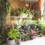 11_appartement_plantes