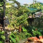 05_rooftop_gardening