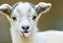 Des biquettes rejoignent la lutte contre une plante invasive asiatique