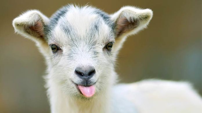 Des biquettes rejoignent la lutte contre une plante invasive asiatique