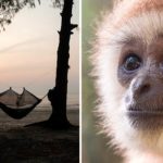 09_gibbon