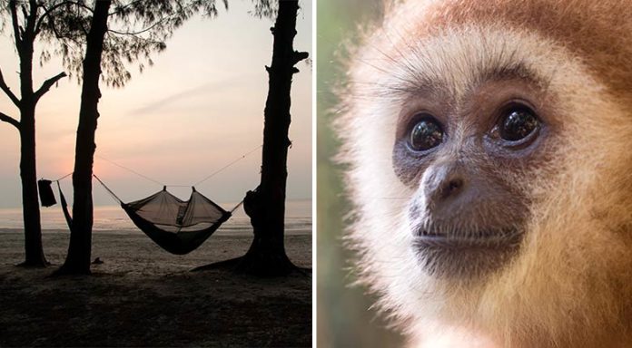 Il quitte tout pour participer à la réintroduction du gibbon en Thaïlande