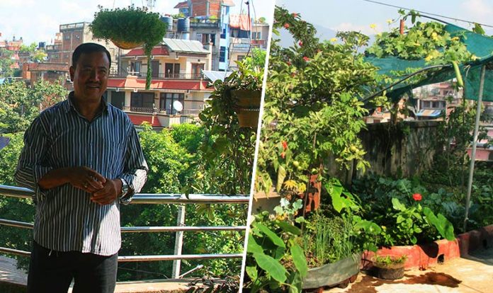Népal : les jardins fleurissent sur les toits de Katmandou