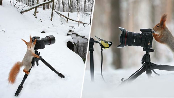 14 photos rares qui témoignent de la curiosité animale