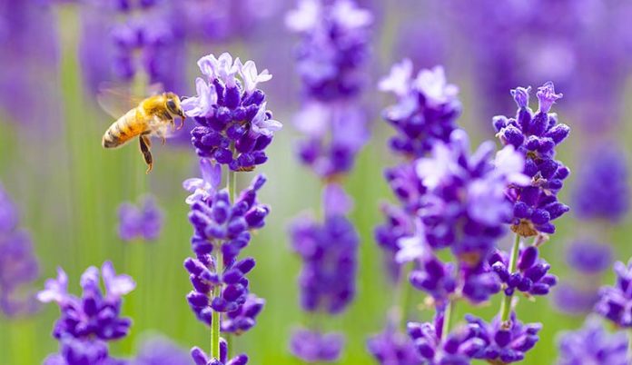 Deux jeunes chercheurs veulent sauver les abeilles