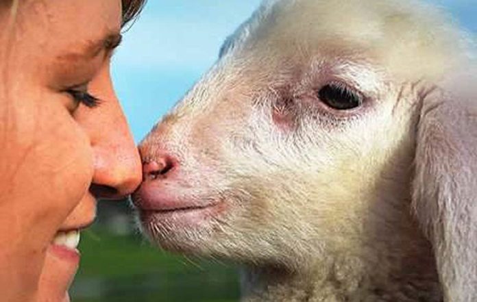 Des milliers d’animaux sauvés : l’épatante histoire de Gut Aiderbichl