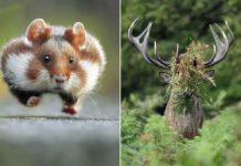 Un concours photographique très sérieux sur de drôles d'animaux…