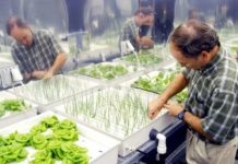 La liste de plantes d'intérieur anti-pollution de la NASA