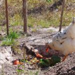 poules_potager_web